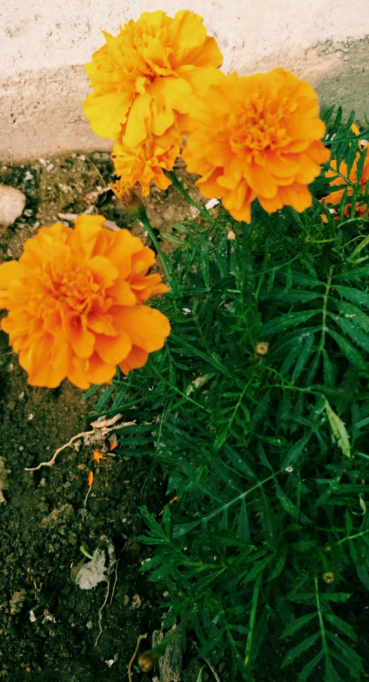 Abhinav Nishant