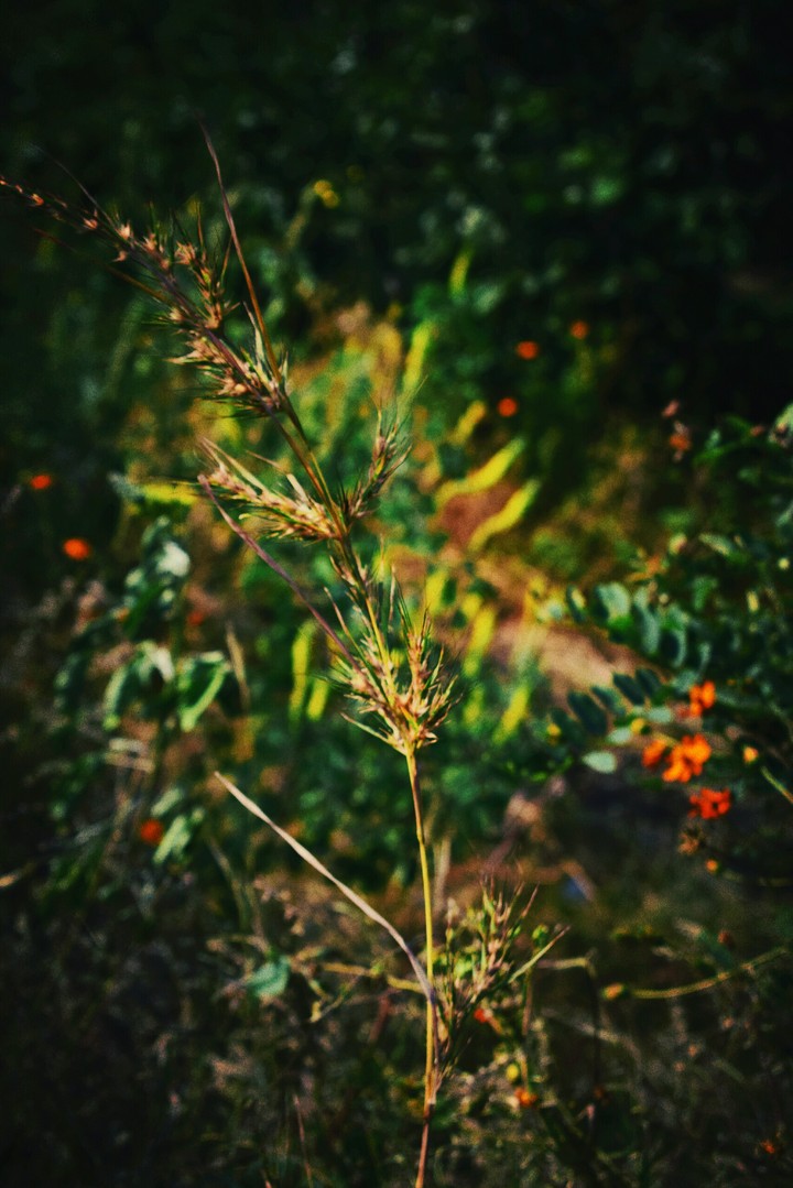 plant