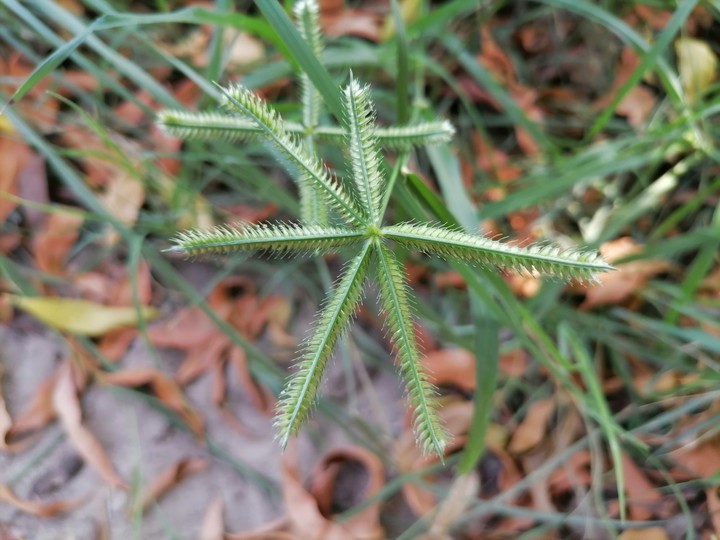 Crowfoot Grass
