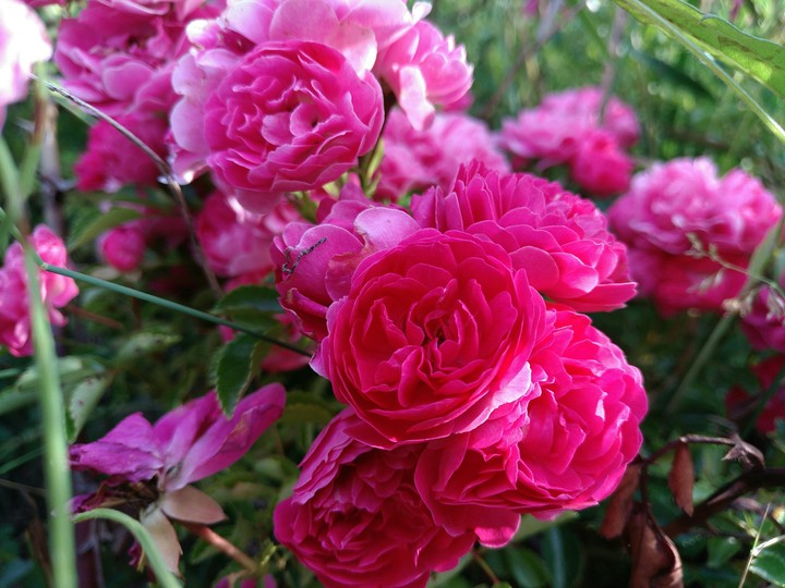 flowers