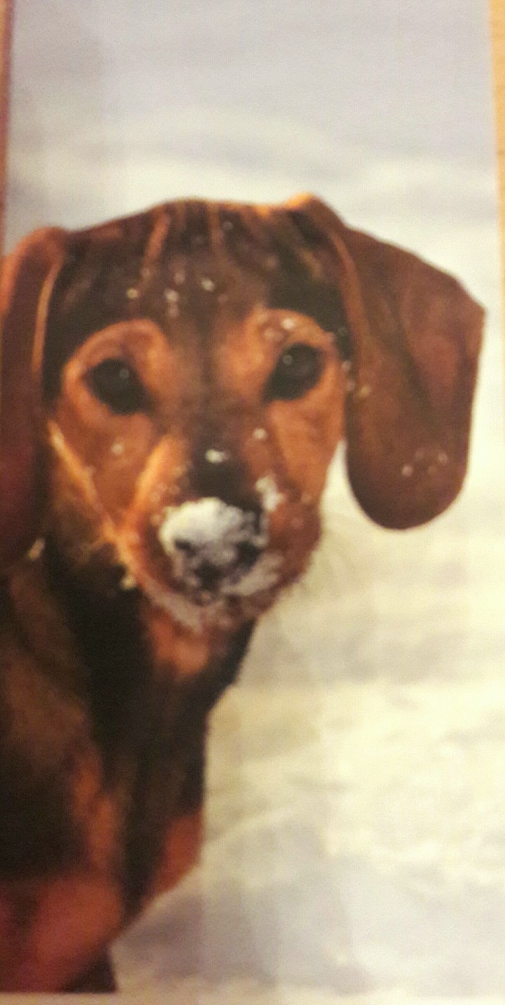sweet dog