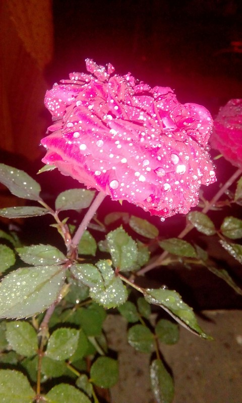 Rosey