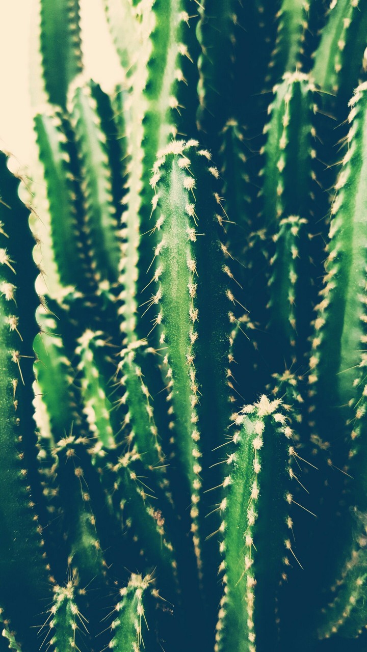 cacti2