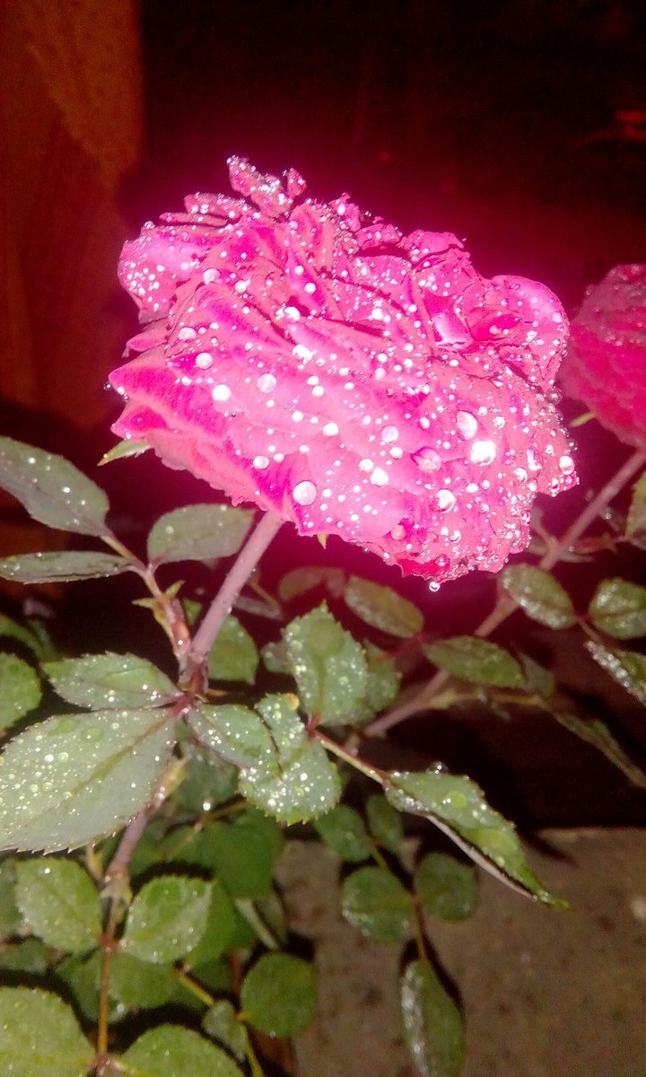 Rosey