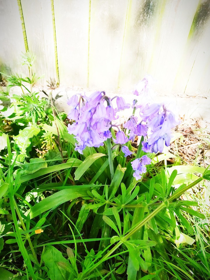 flower story