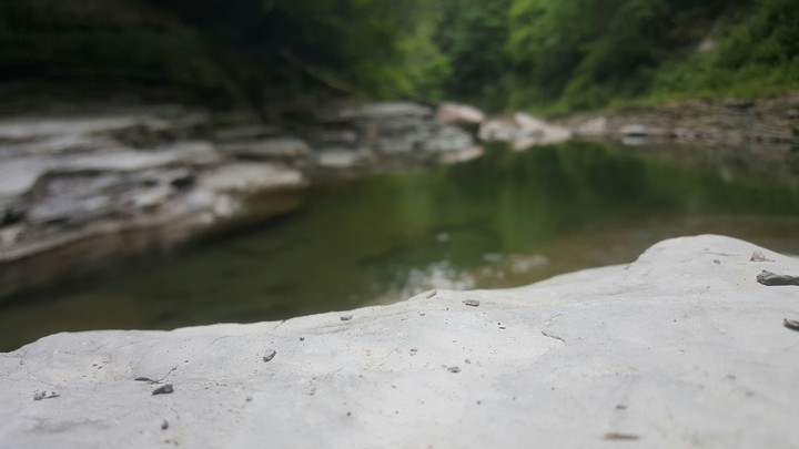 Out in the Woods