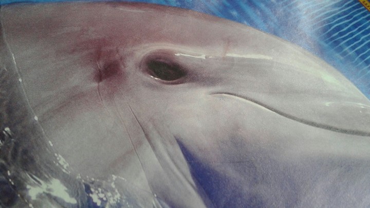 Sea Pig
