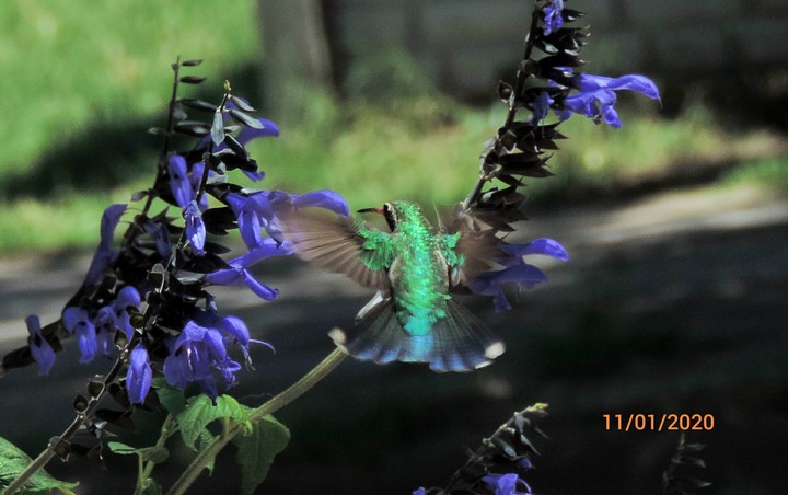 Colibrí