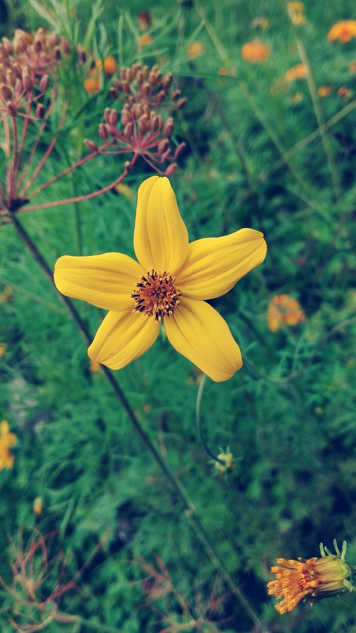 yellow
