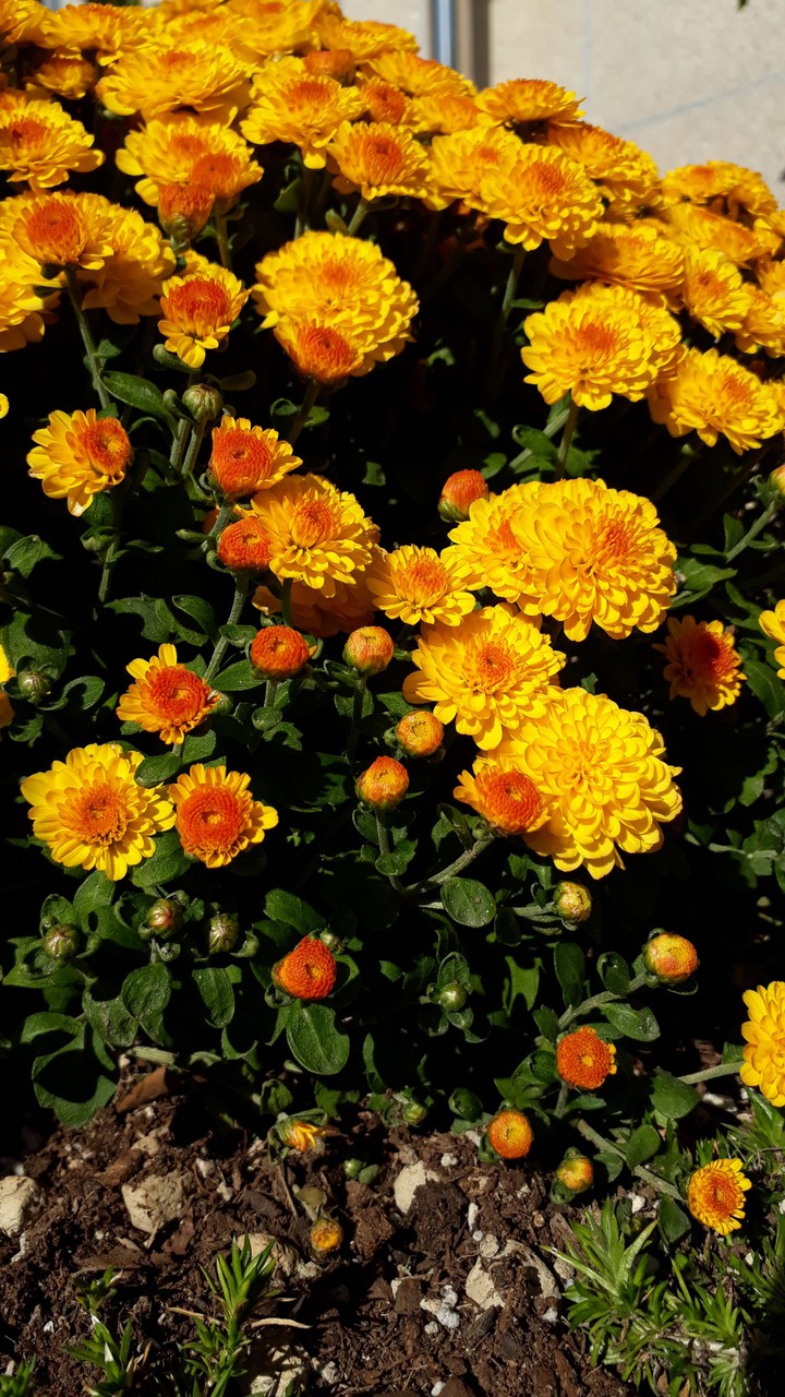 yellow orange