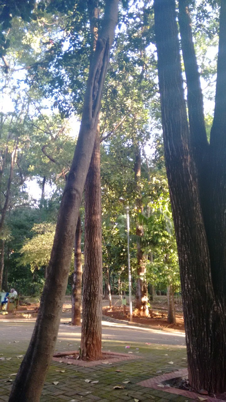 bosque