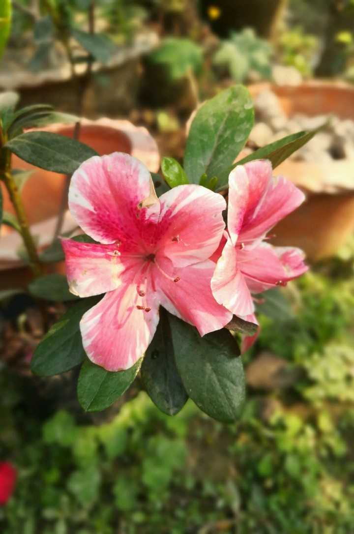 flower blooms when time comes