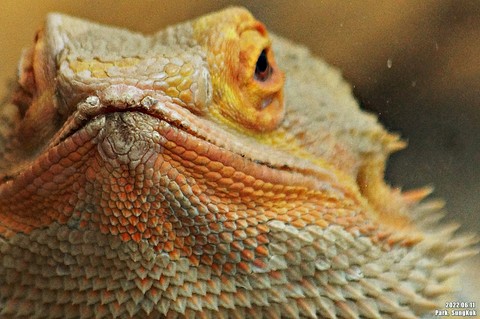 organism, iguania wallpapers