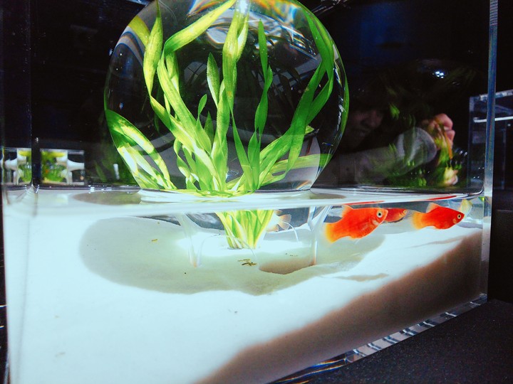 金魚