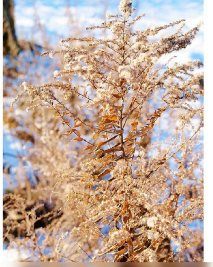 shining tree