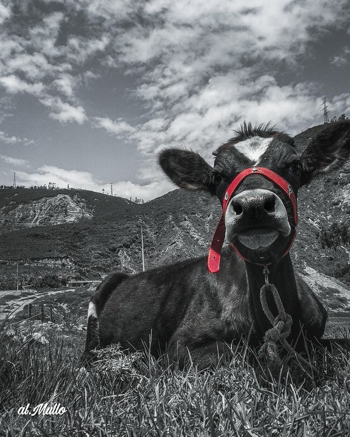 baby cow