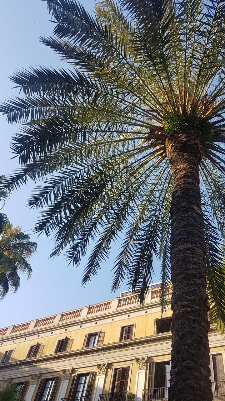 palm tree 3