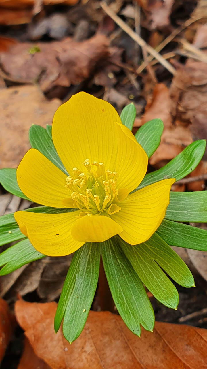 Frühling