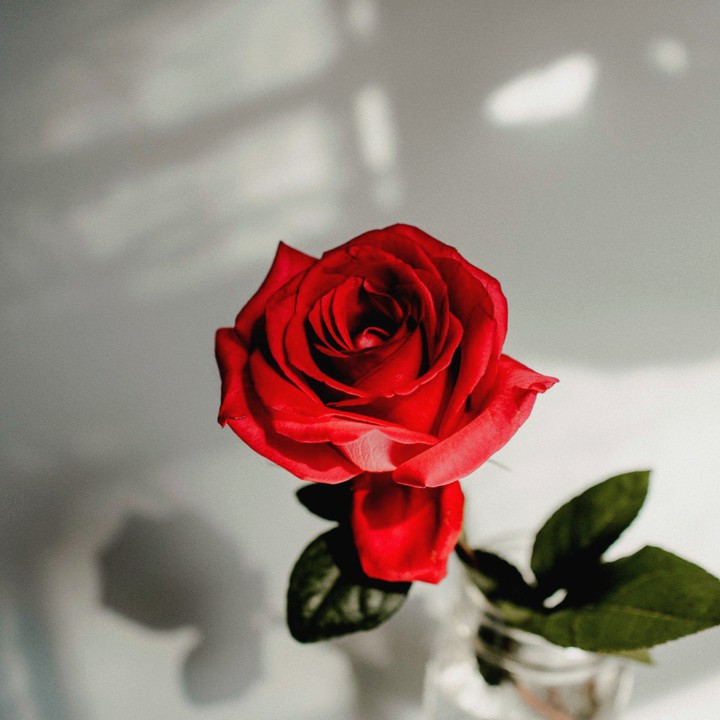 Lovely Rose