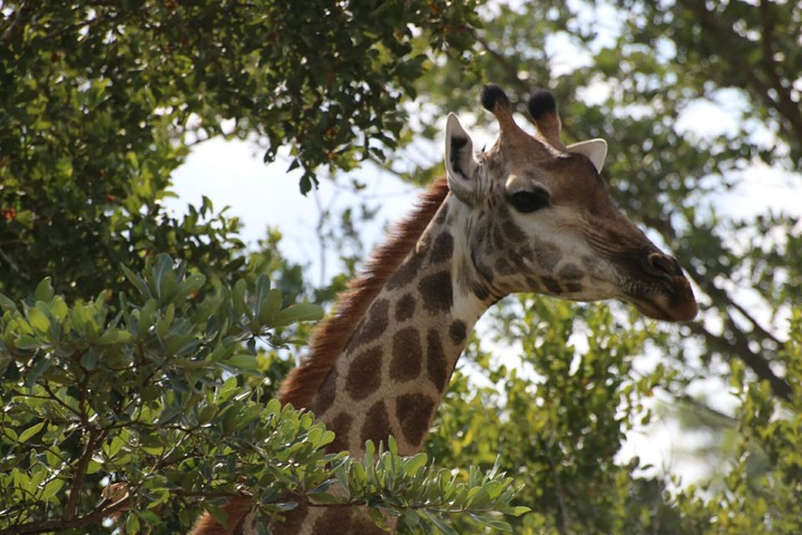 giraffe.