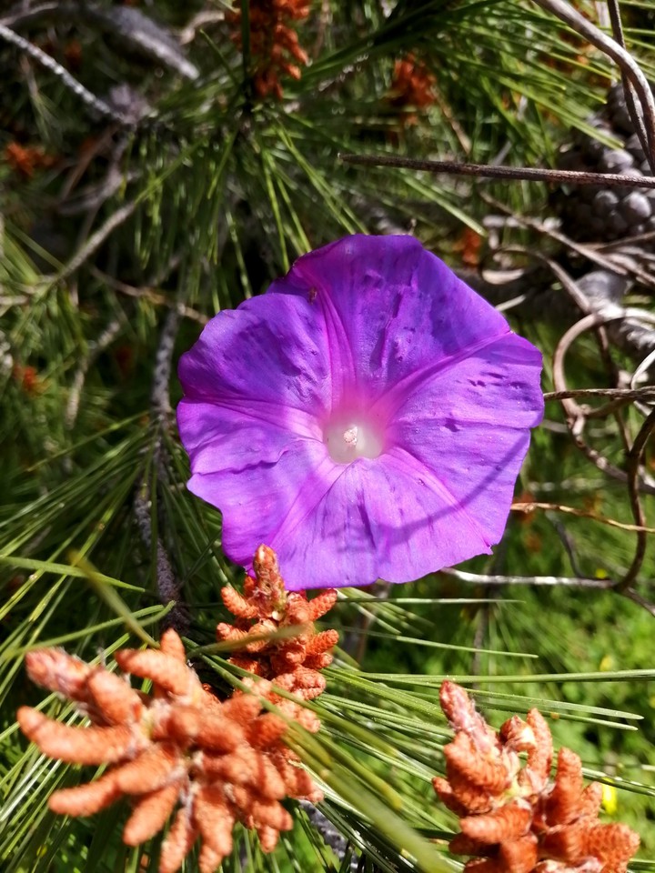 Nature's Beauty