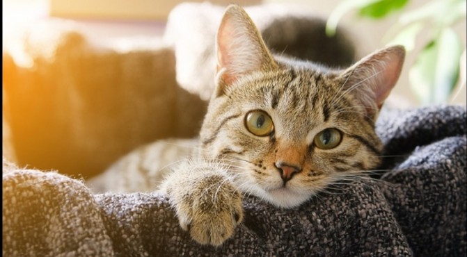 cat