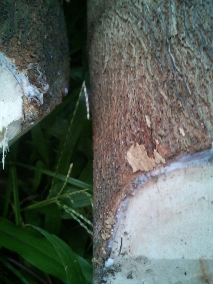 Crying Tree
