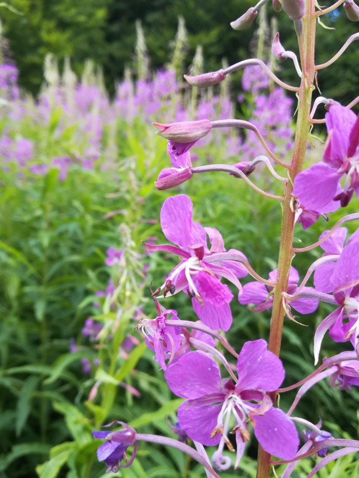 flowers