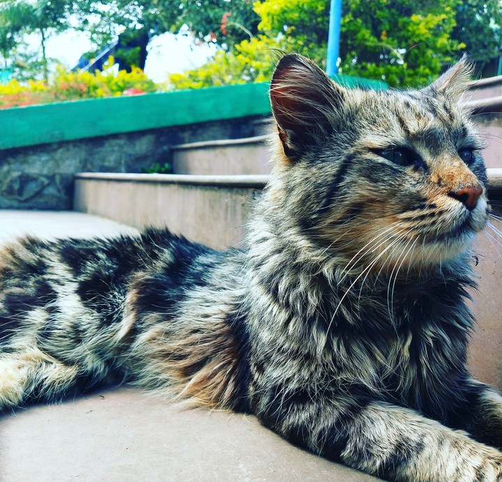 fluffy cat