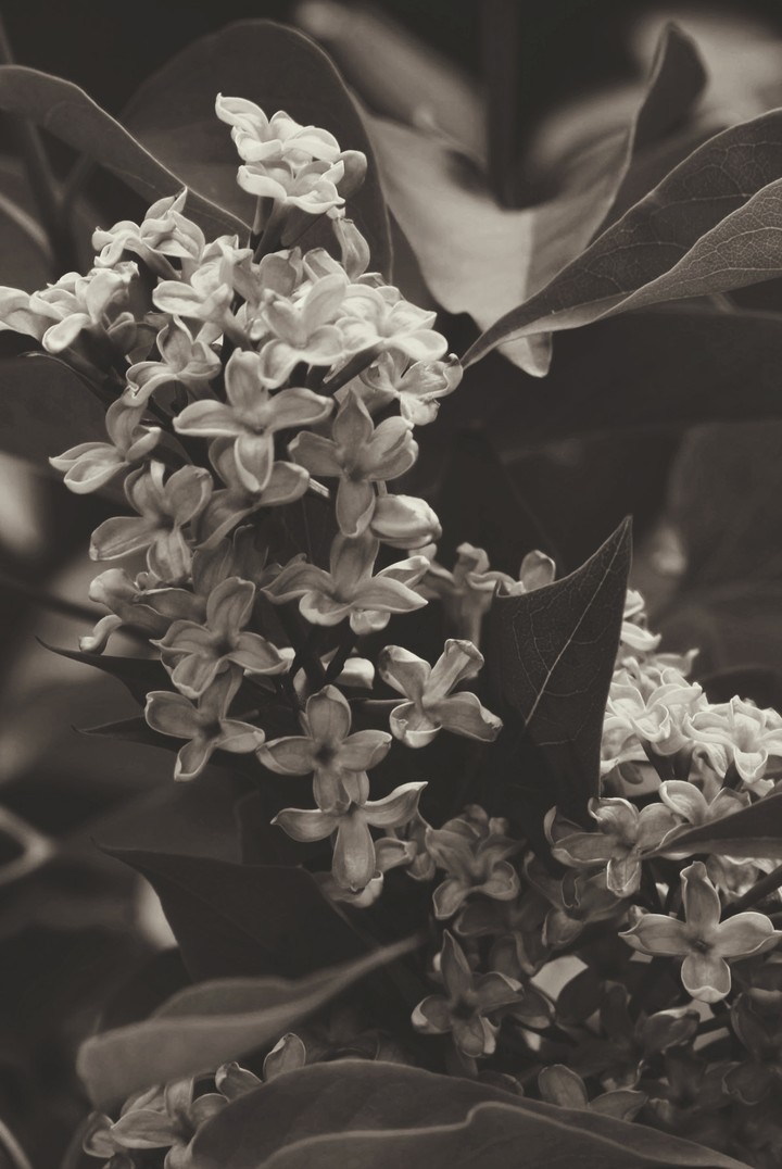 Lilacs