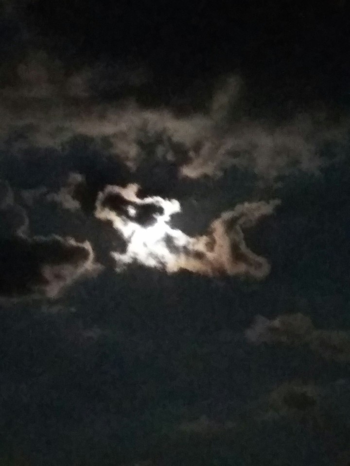 dog cloud
