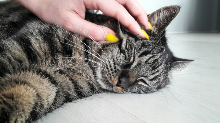 my cat ❤