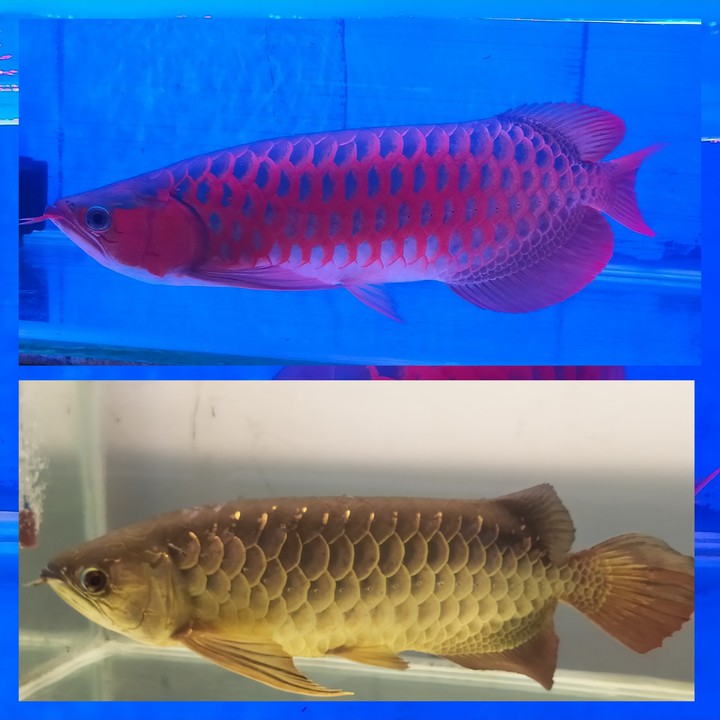 arowana