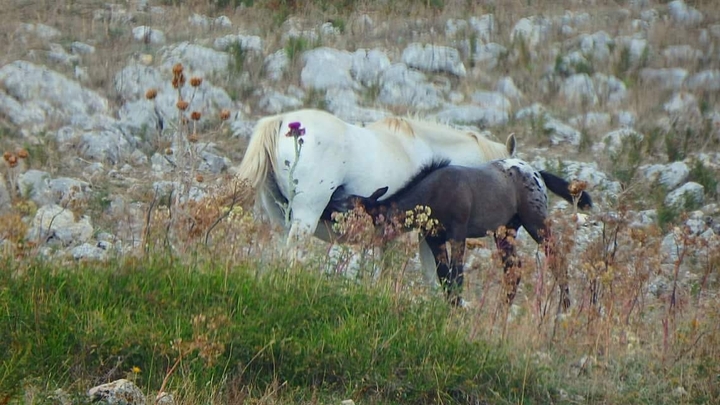 amore di mamma