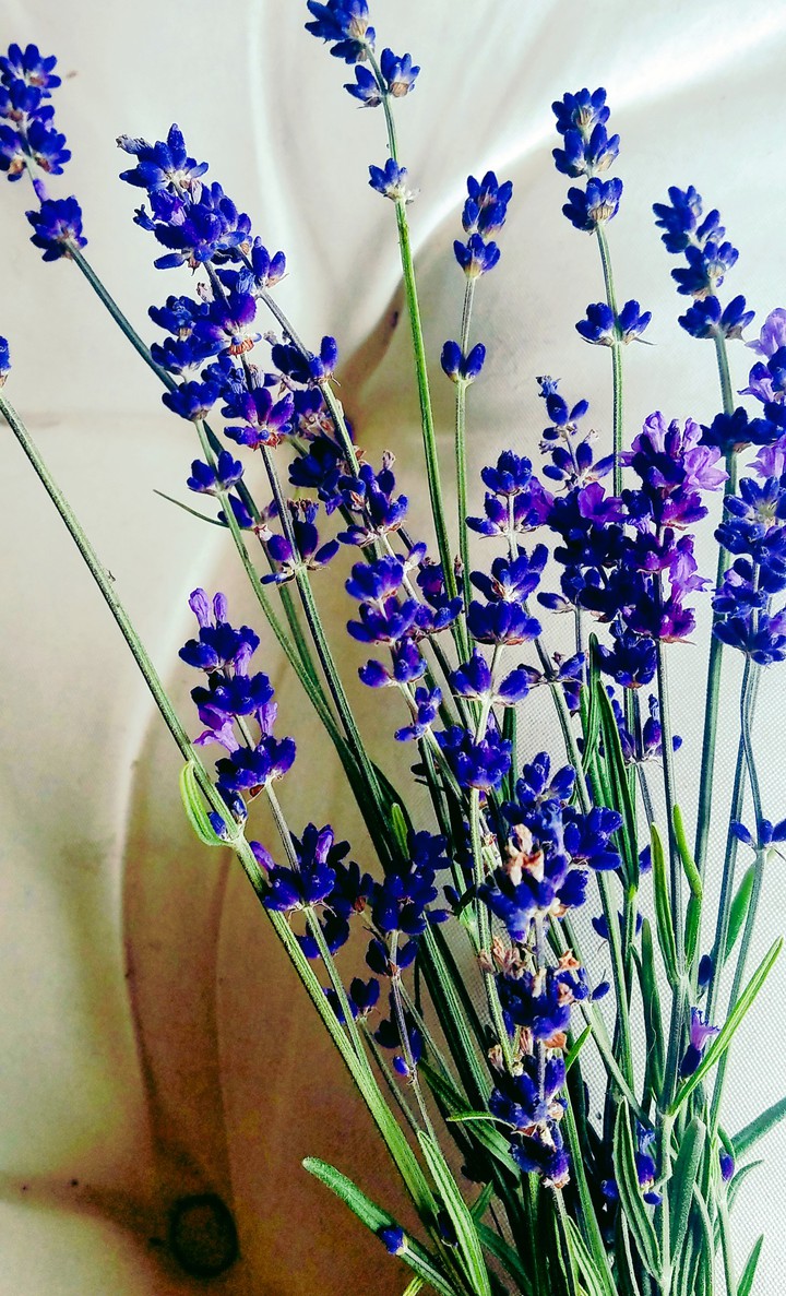 lavender