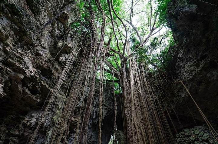 roots go deep