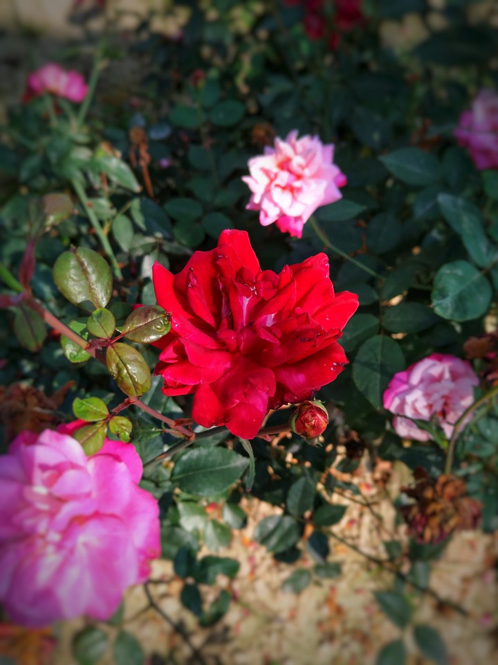 Roses