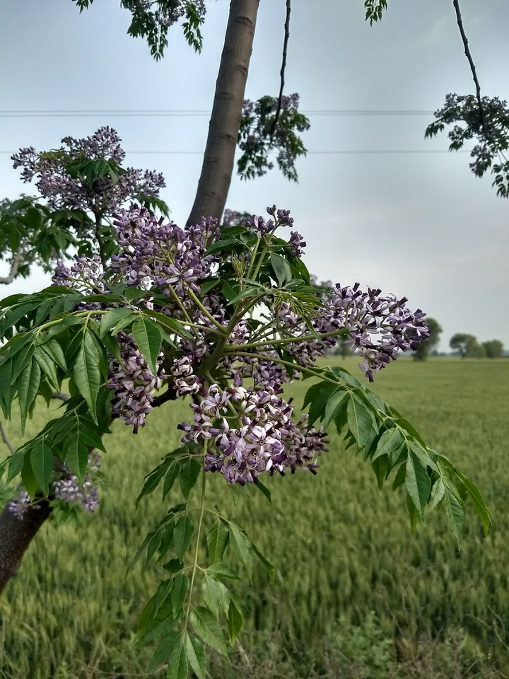flowering