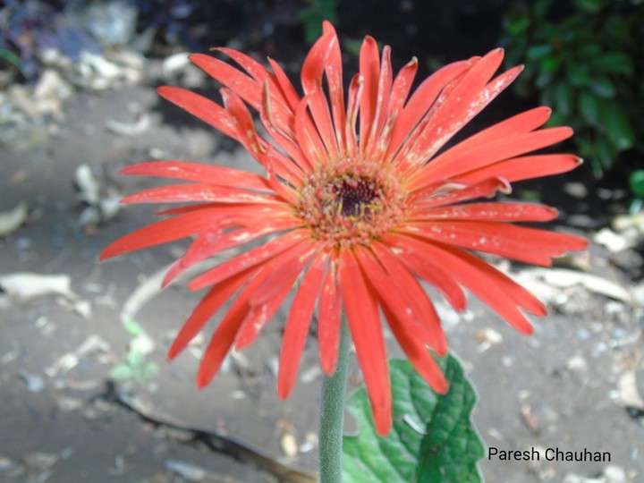 flower