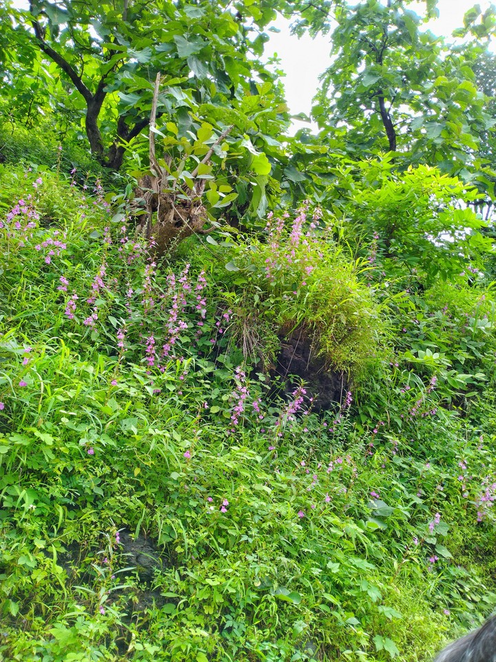 flowers