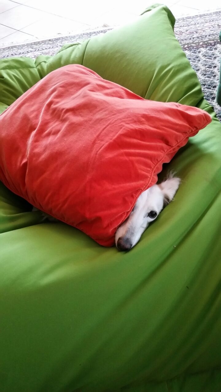 cute dog