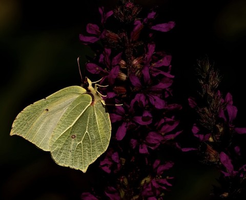 insect, arthropod wallpapers