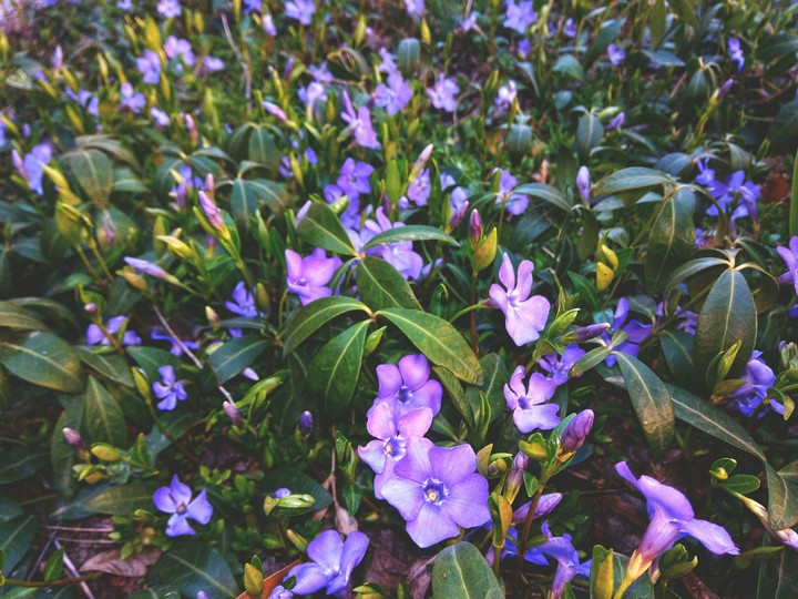 flowers