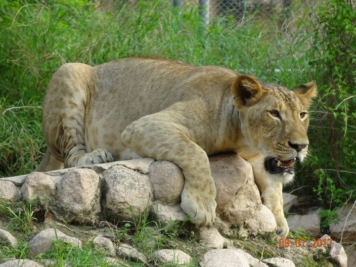 Lion