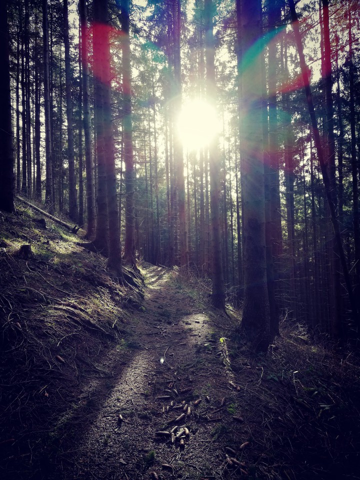 The sun shining through the trees
