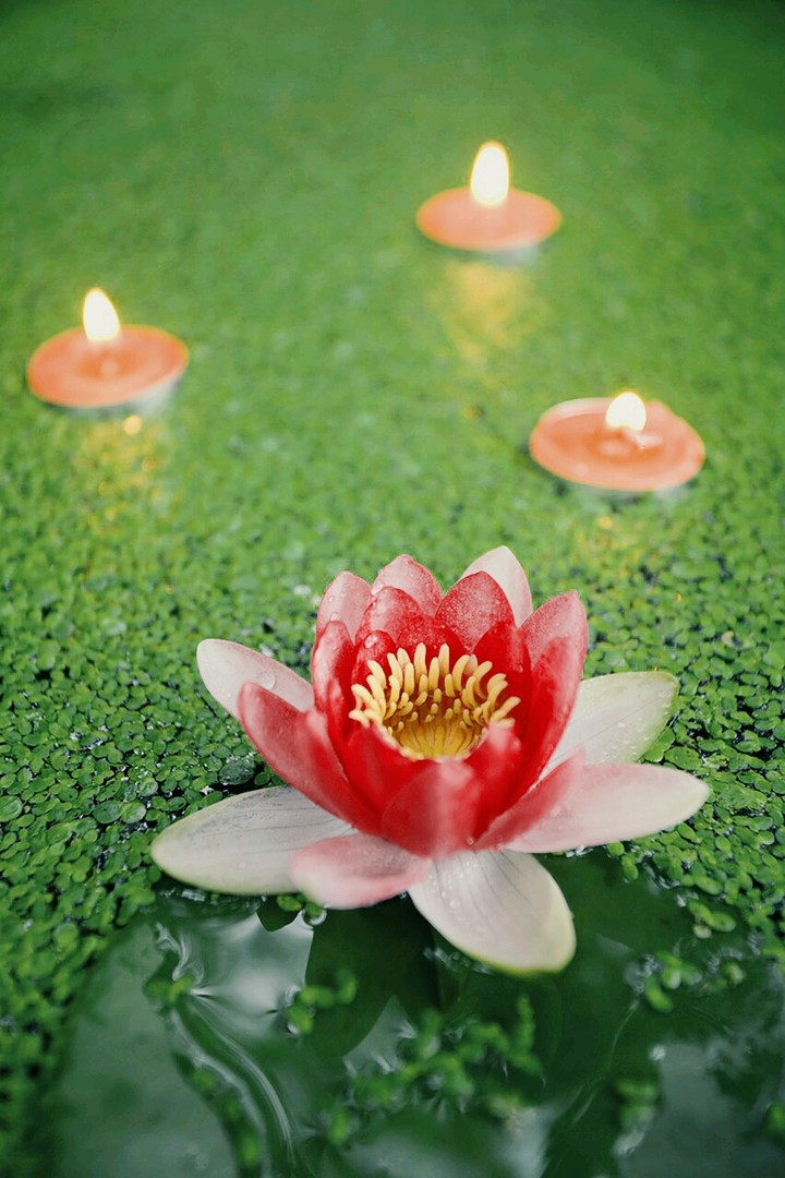 lotus
