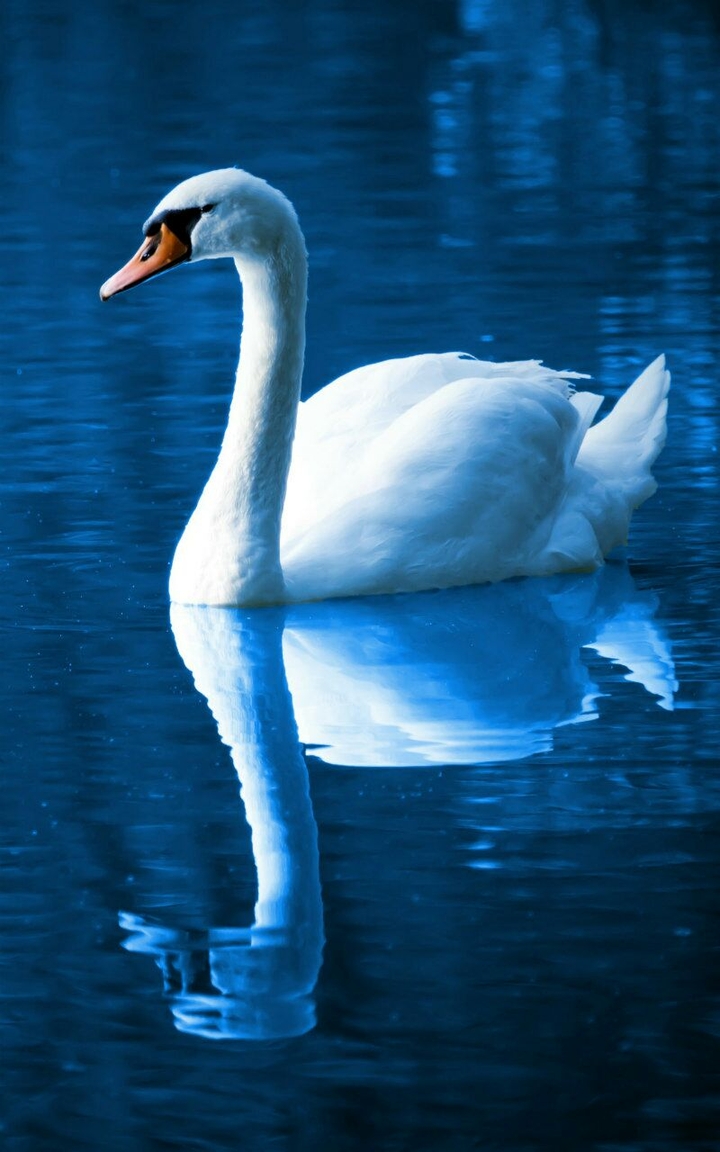 swan