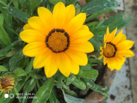 flowers shot_on_miA1