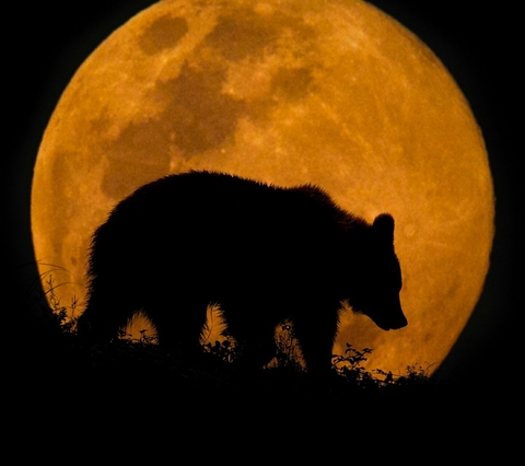 mammal, bear háttérképek