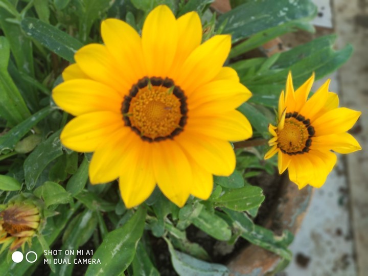 flowers shot_on_miA1